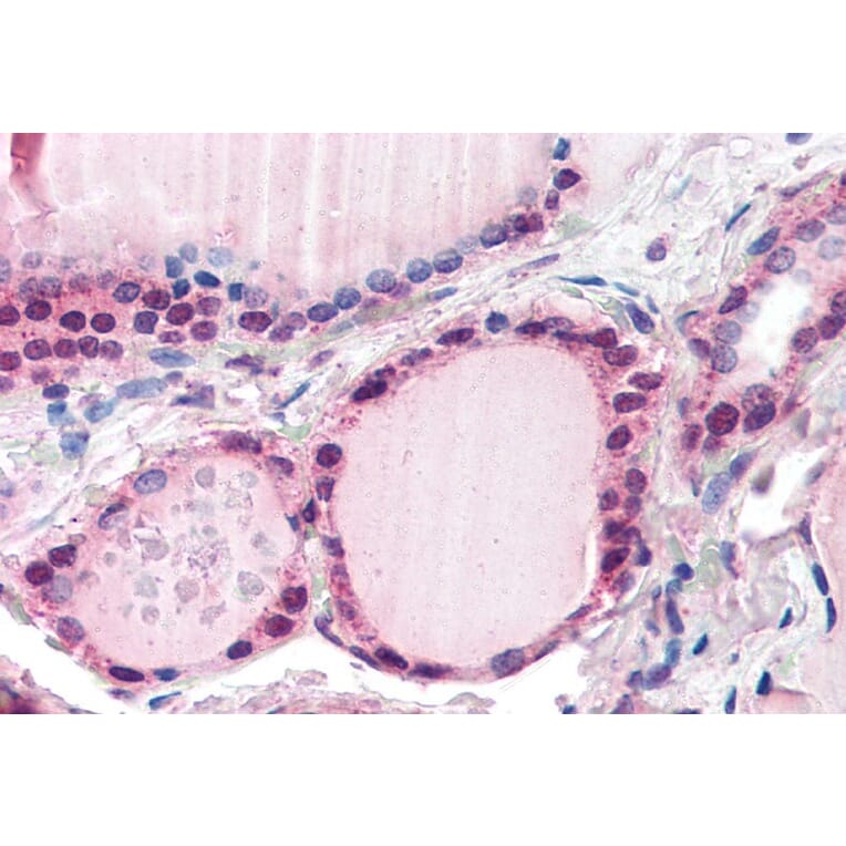 Immunohistochemistry - Anti-FBXL3 Antibody (A84241) - Antibodies.com