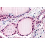 Immunohistochemistry - Anti-FBXL3 Antibody (A84241) - Antibodies.com
