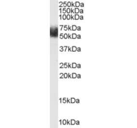 Western Blot - Anti-FBXL3 Antibody (A84241) - Antibodies.com