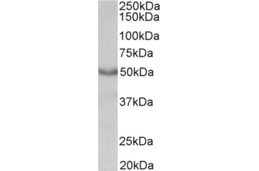 Western Blot - Anti-CHRM1 Antibody (A84242) - Antibodies.com