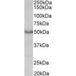 Western Blot - Anti-CHRM1 Antibody (A84242) - Antibodies.com