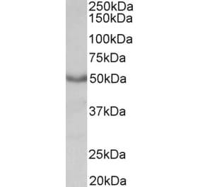 Western Blot - Anti-CHRM1 Antibody (A84242) - Antibodies.com