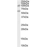 Western Blot - Anti-CARD15/NOD2 Antibody (A84244) - Antibodies.com