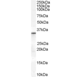 Western Blot - Anti-VDAC2 Antibody (A84247) - Antibodies.com