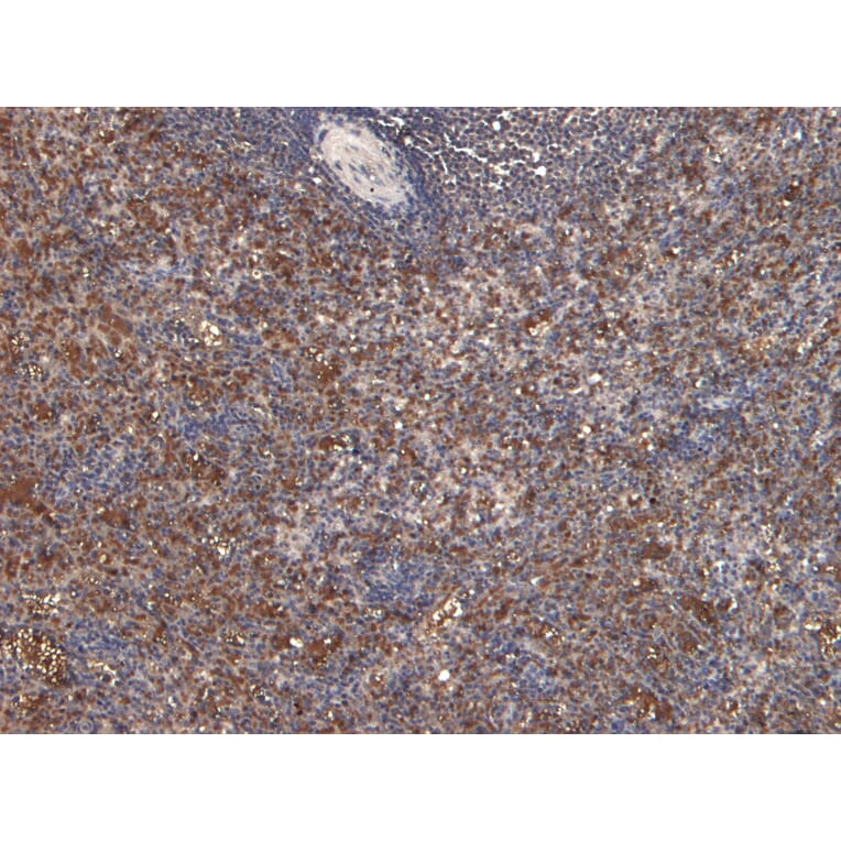 Immunohistochemistry - Anti-LARP Antibody (A84248) - Antibodies.com