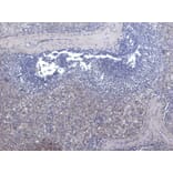 Immunohistochemistry - Anti-LARP Antibody (A84248) - Antibodies.com