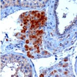 Immunohistochemistry - Anti-SECISBP2 Antibody (A84250) - Antibodies.com