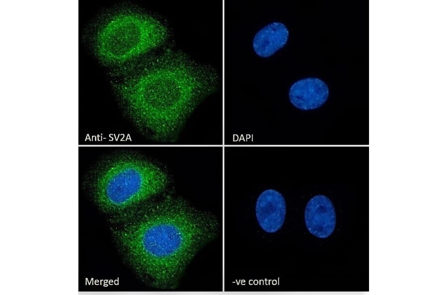 Immunofluorescence - Anti-SV2A Antibody (A84251) - Antibodies.com