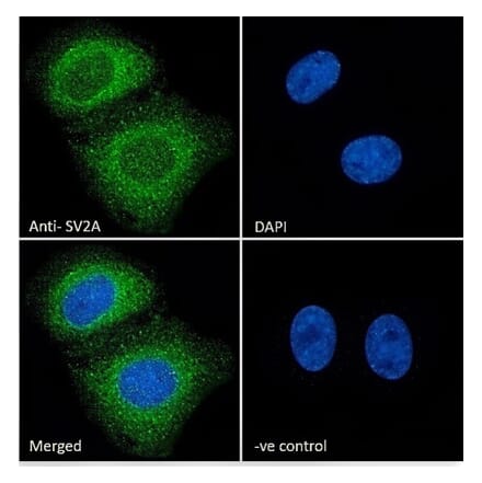 Immunofluorescence - Anti-SV2A Antibody (A84251) - Antibodies.com