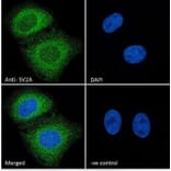 Immunofluorescence - Anti-SV2A Antibody (A84251) - Antibodies.com