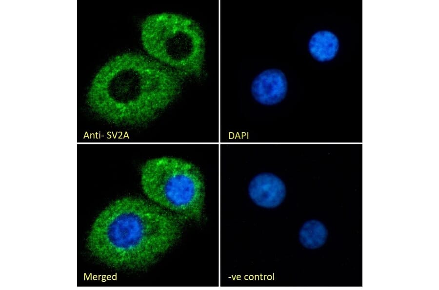 Immunofluorescence - Anti-SV2A Antibody (A84251) - Antibodies.com