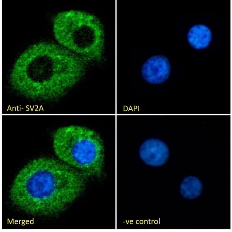 Immunofluorescence - Anti-SV2A Antibody (A84251) - Antibodies.com