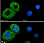 Immunofluorescence - Anti-SV2A Antibody (A84251) - Antibodies.com