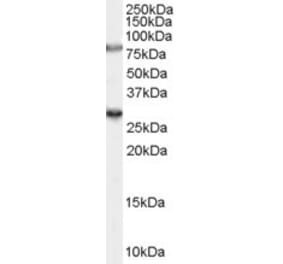 Western Blot - Anti-SV2A Antibody (A84251) - Antibodies.com