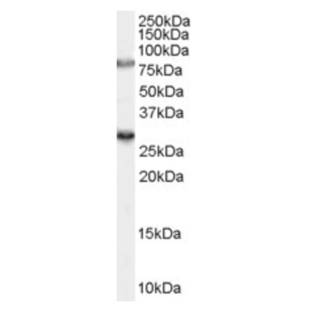 Western Blot - Anti-SV2A Antibody (A84251) - Antibodies.com