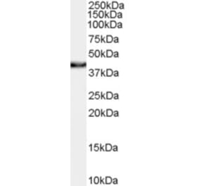 Western Blot - Anti-XLF Antibody (A84252) - Antibodies.com