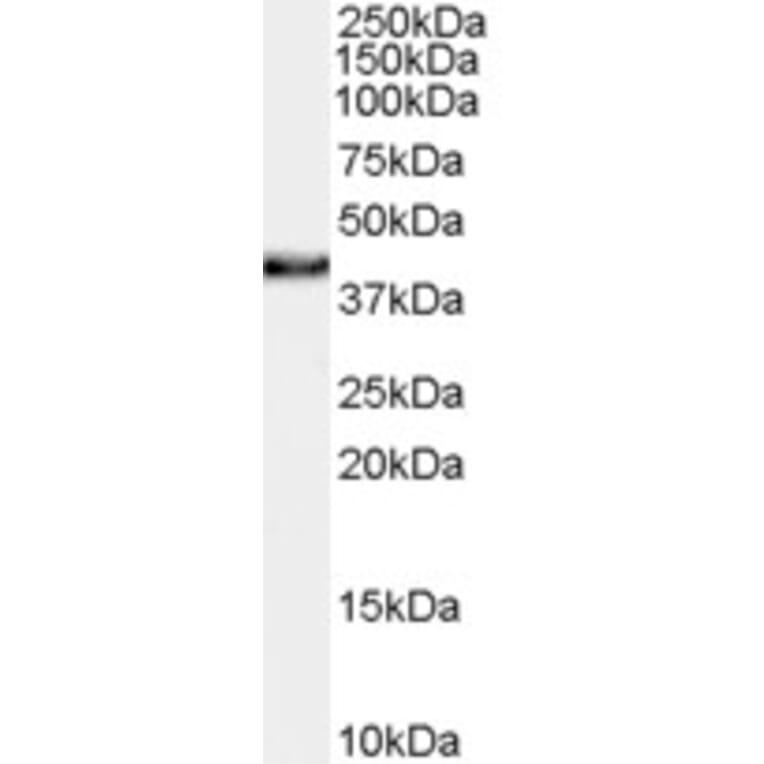 Western Blot - Anti-XLF Antibody (A84252) - Antibodies.com