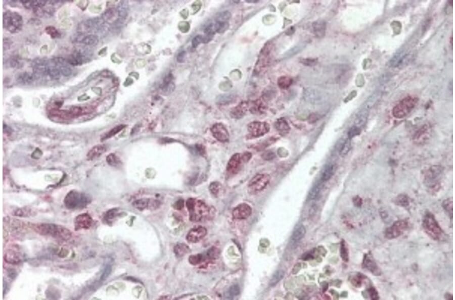 Immunohistochemistry - Anti-XLF Antibody (A84252) - Antibodies.com