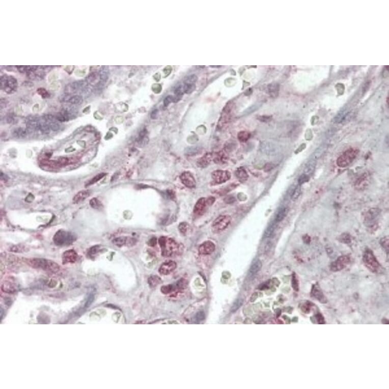 Immunohistochemistry - Anti-XLF Antibody (A84252) - Antibodies.com