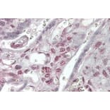 Immunohistochemistry - Anti-XLF Antibody (A84252) - Antibodies.com