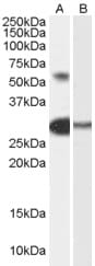 Anti-TCFL5 Antibody (A84254) (0.3µg/ml) staining of Human Testis lysate (35µg protein in RIPA buffer) with (B) and without (A) blocking with the immunising peptide. Primary incubation was 1 hour. Detected by chemiluminescence.