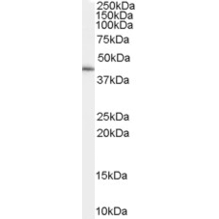 Western Blot - Anti-GATA5 Antibody (A84255) - Antibodies.com