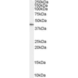 Western Blot - Anti-GATA5 Antibody (A84255) - Antibodies.com