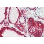 Immunohistochemistry - Anti-Lipin 3 Antibody (A84256) - Antibodies.com