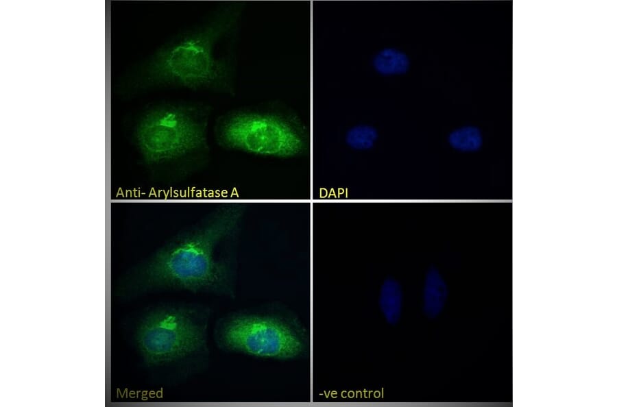 Immunofluorescence - Anti-ARSA/ASA Antibody (A84257) - Antibodies.com