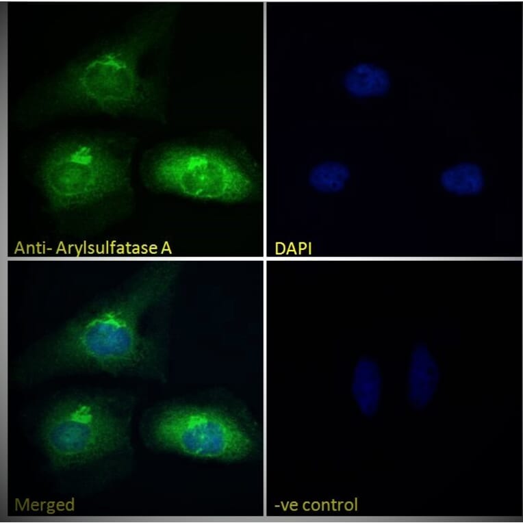 Immunofluorescence - Anti-ARSA/ASA Antibody (A84257) - Antibodies.com