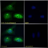 Immunofluorescence - Anti-ARSA/ASA Antibody (A84257) - Antibodies.com