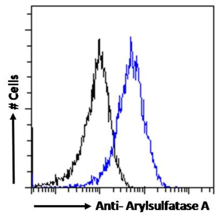 Flow Cytometry - Anti-ARSA/ASA Antibody (A84257) - Antibodies.com