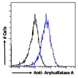 Flow Cytometry - Anti-ARSA/ASA Antibody (A84257) - Antibodies.com