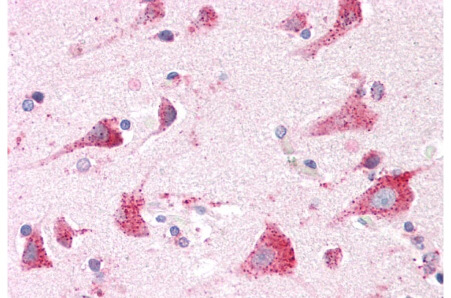 Immunohistochemistry - Anti-ARSA/ASA Antibody (A84257) - Antibodies.com
