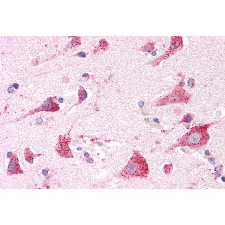 Immunohistochemistry - Anti-ARSA/ASA Antibody (A84257) - Antibodies.com