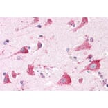 Immunohistochemistry - Anti-ARSA/ASA Antibody (A84257) - Antibodies.com