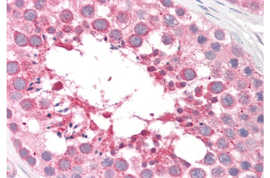 Immunohistochemistry - Anti-ARSA/ASA Antibody (A84257) - Antibodies.com