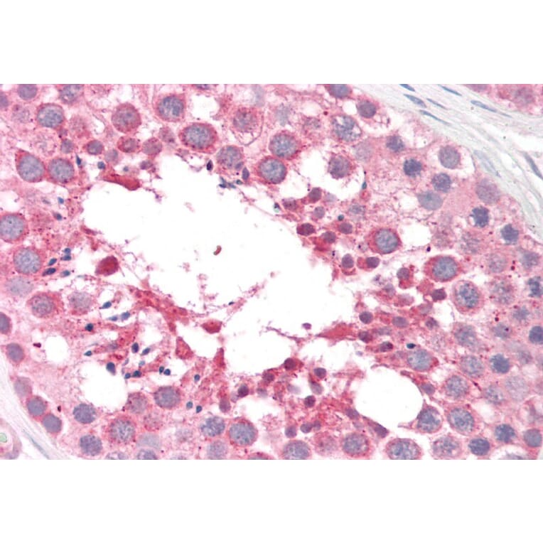 Immunohistochemistry - Anti-ARSA/ASA Antibody (A84257) - Antibodies.com