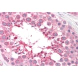 Immunohistochemistry - Anti-ARSA/ASA Antibody (A84257) - Antibodies.com
