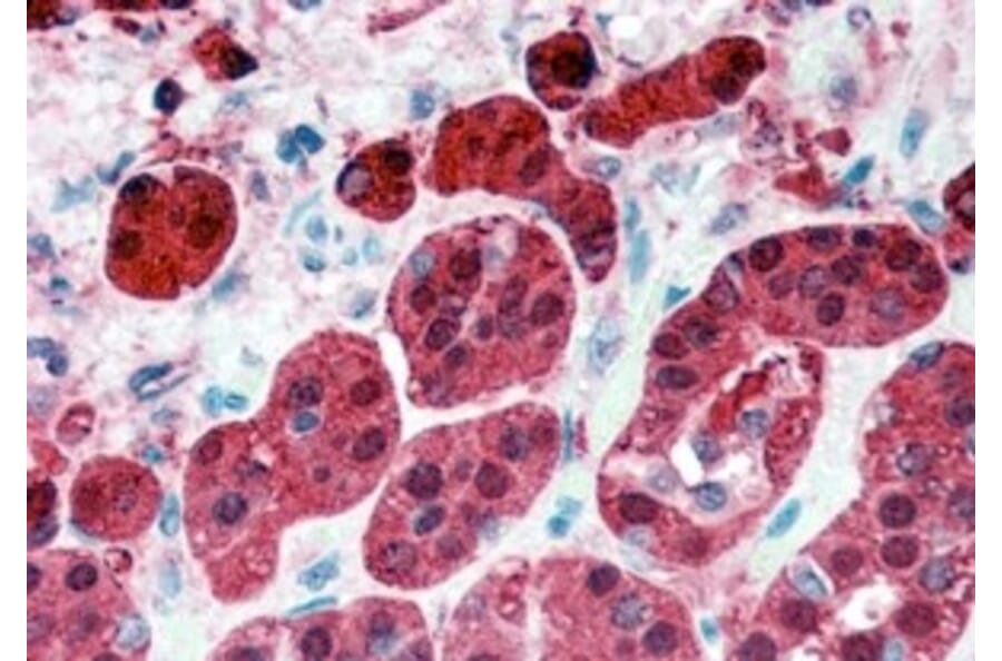 Immunohistochemistry - Anti-RKIP Antibody (A84263) - Antibodies.com