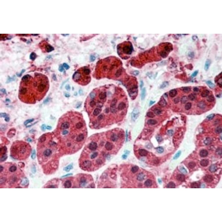 Immunohistochemistry - Anti-RKIP Antibody (A84263) - Antibodies.com