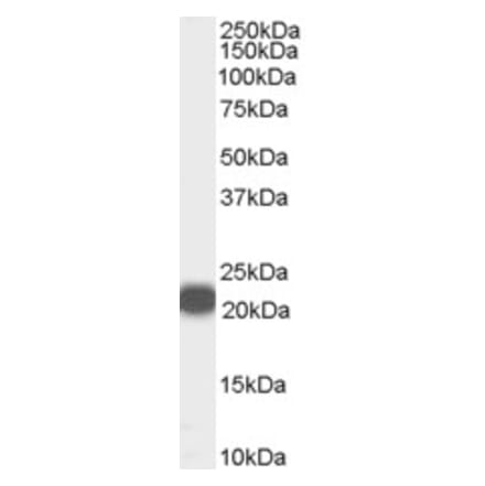 Western Blot - Anti-PEBP1 Antibody (A84263) - Antibodies.com