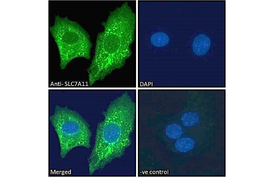 Immunofluorescence - Anti-xCT Antibody (A84265) - Antibodies.com