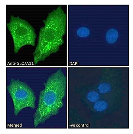 Immunofluorescence - Anti-xCT Antibody (A84265) - Antibodies.com