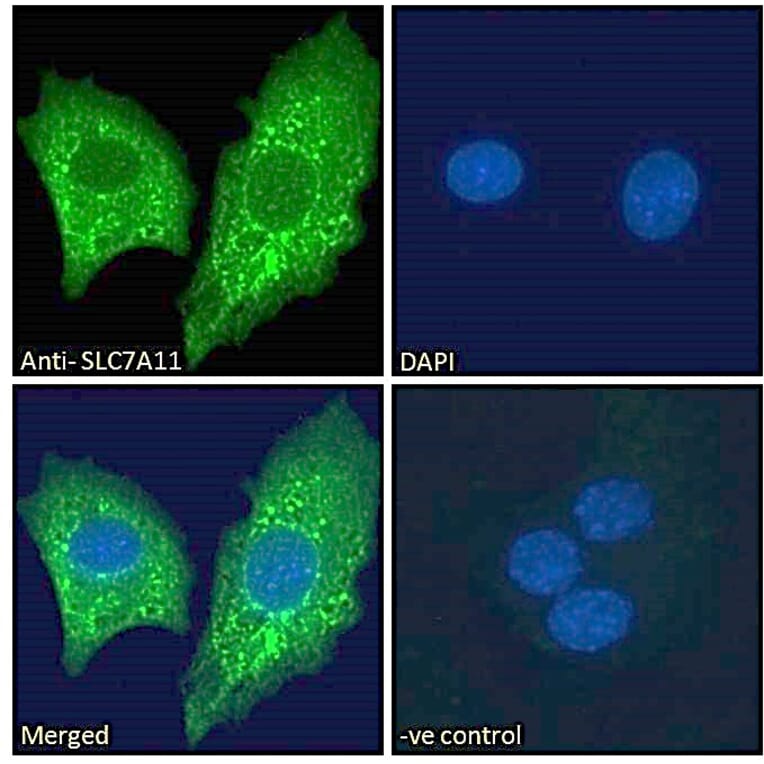 Immunofluorescence - Anti-xCT Antibody (A84265) - Antibodies.com