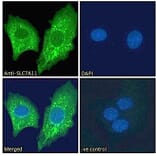 Immunofluorescence - Anti-xCT Antibody (A84265) - Antibodies.com