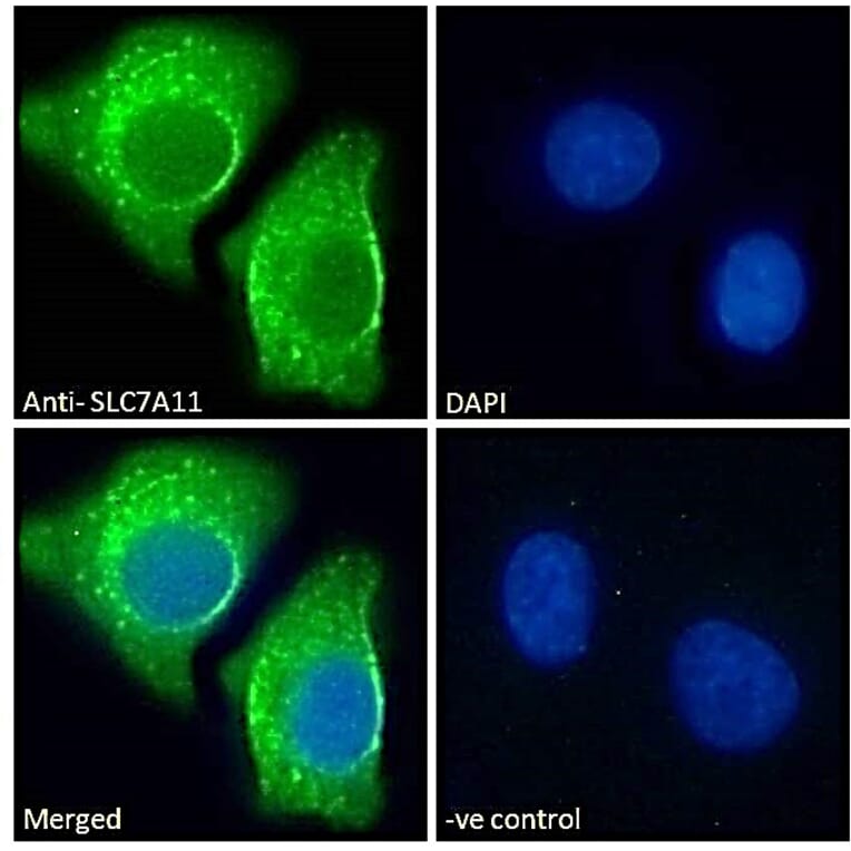 Immunofluorescence - Anti-xCT Antibody (A84265) - Antibodies.com