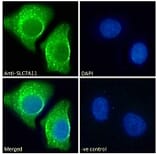 Immunofluorescence - Anti-xCT Antibody (A84265) - Antibodies.com