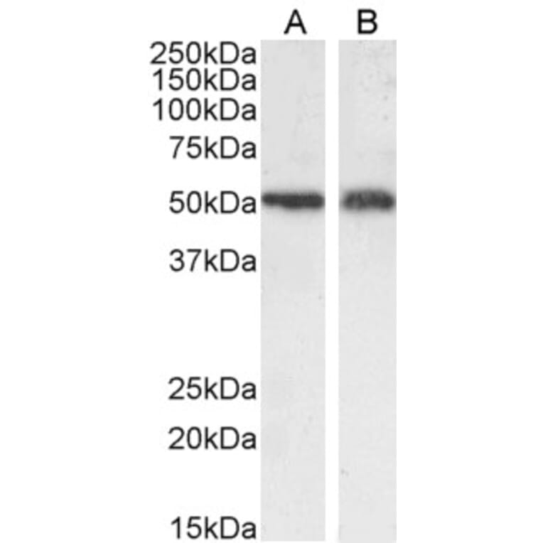 Western Blot - Anti-xCT Antibody (A84265) - Antibodies.com