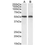 Western Blot - Anti-xCT Antibody (A84265) - Antibodies.com